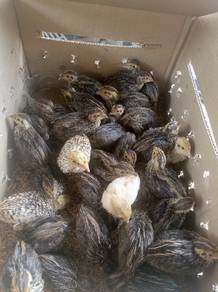 Burung Puyuh Ikta 