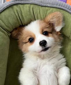 Welsh Corgi