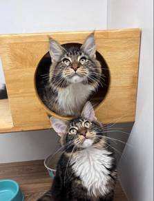 Mainecoon Cat for Sale