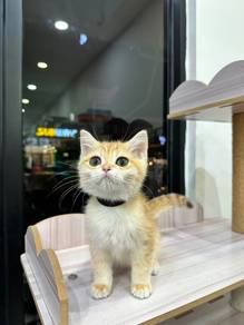 Bsh golden male