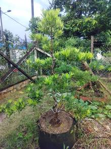 Buddhist Pine for Sale