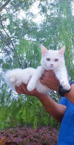 Kucing Mainecoon Baka Besar Fluffy ❤