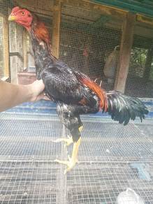 Ayam Ganoi Cross 4kg