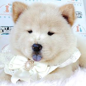 chow chow