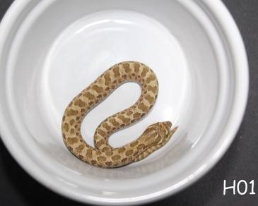 Arctic hognose snake for sell