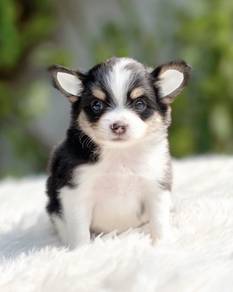 CHIHUAHUA PUPPIES VIP34🌷Head Apple Cute Dog Boy