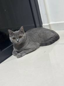 Kucing Betina