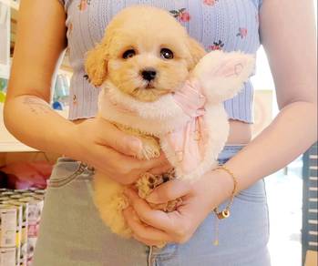 Maltipoo
