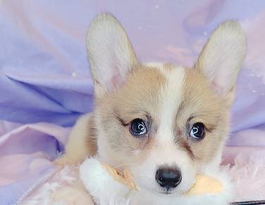 Welsh Corgi