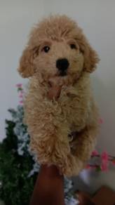 poodle