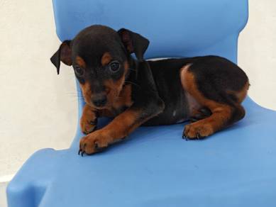 Black & Tan Mini Pinscher Puppy Male 0705
