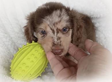 MINIATURE DACHSHUND Puppies VIP48🐻 Male