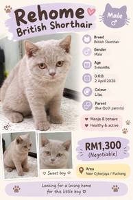 bsh lilac male 