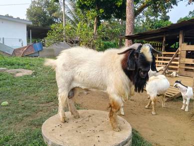 kambing