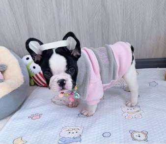 FRENCH BULLDOG PUPPIES VIP276🌻Cute & Healthy Girl