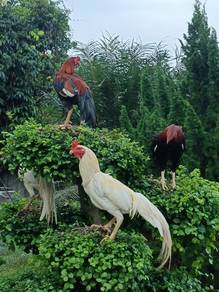 ayam hujung muda
