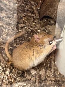Mangolian Gerbil for sale