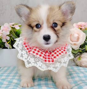 Welsh Corgi