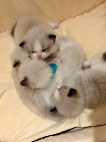ragdoll baby open for booking