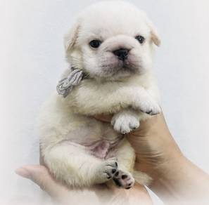 PUG PUPPIES 655 🌻 New Born Male White