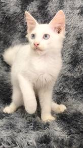 Mainecoon kitten female 
