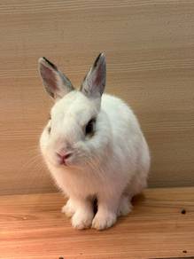 Netherland Dwarf