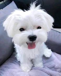 Alluring Maltese Marshallow Puppy Dog