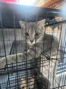 kucing jual