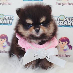 Pomeranian