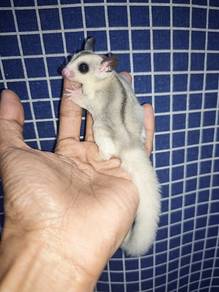 sugar glider 