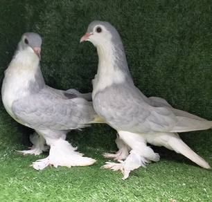 burung merpati Lahore silver anak muda 