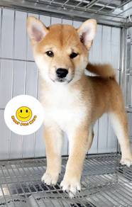 MM2000 Shiba Inu brown haired puppy
