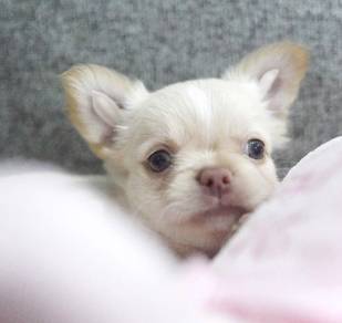 CHIHUAHUA PUPPIES VIP248🌷Head Apple Cute Dog