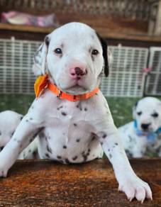 DALMATIAN PUPPIES F49 Available New Born