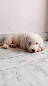 Male toy poodle 9months