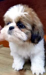 KK77 pretty awesome Shih Tzu baby dog