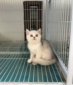 Silver shaded BSH kitten