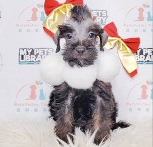 Schnauzer