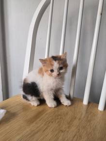 British Shorthair Calico carry Cinnamon 