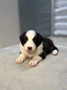 Broder Collie