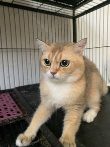 British Short Hair BSH