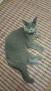 bsh untuk dijual 