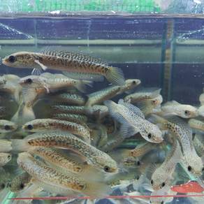 channa Asiatica Kalimaya 