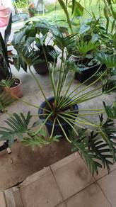 Philodendron Xanadu (live plant) ☘️