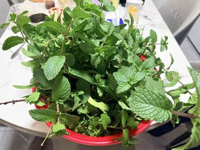 organic Fresh Mint cut