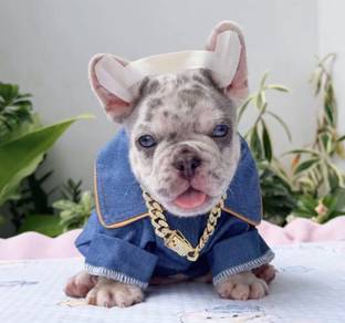 FRENCH BULLDOG PUPPIES 🌻VIP75 Boy ~ Girl