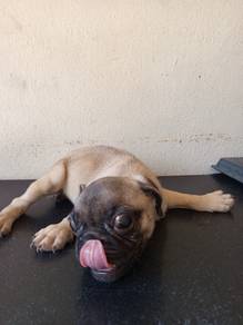 Pug Girl stud in KL 