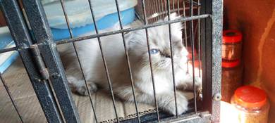 One-Eye Parsi Cat (Female)