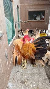 ayam serama