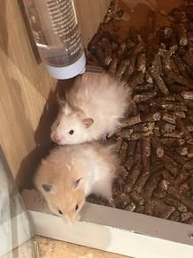 Syrian Big Bone hamster for sale